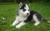 !♥ ♥ Oustanding  and cute ♥ ♥  Siberian Husky Puppies Available ♥ ♥